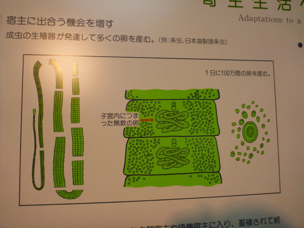 目黒寄生虫館 (9)