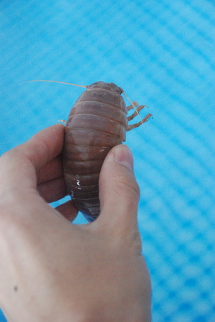 あわしまマリンパーク (11)