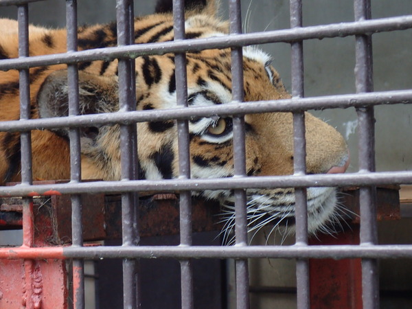宇都宮動物園 (5)