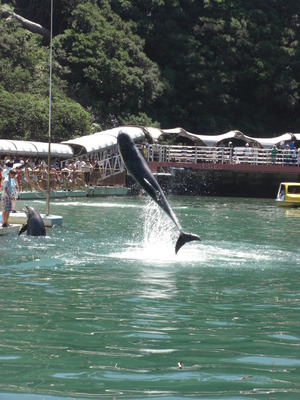 下田海中水族館 (3)