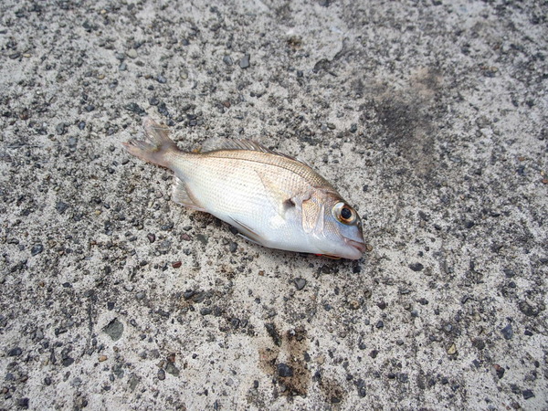 外浦港 釣り (19)