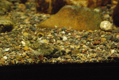 狭山市立智光山公園こども動物園 (3)