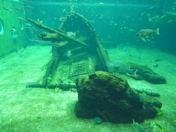 箱根園水族館 (13)