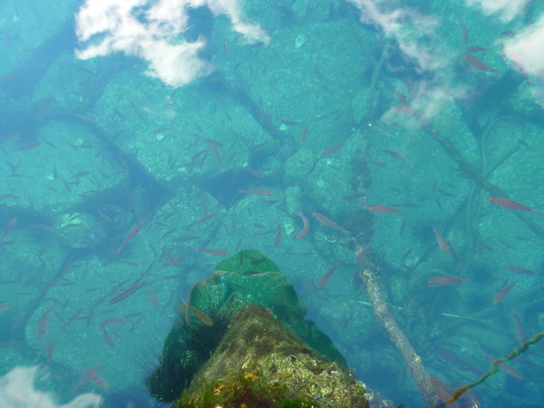 戸田港 釣り (15)