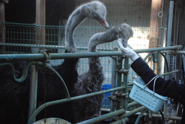 宮ヶ瀬コッコランドパーク (24)