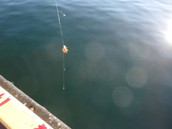 三崎港　釣り (12)