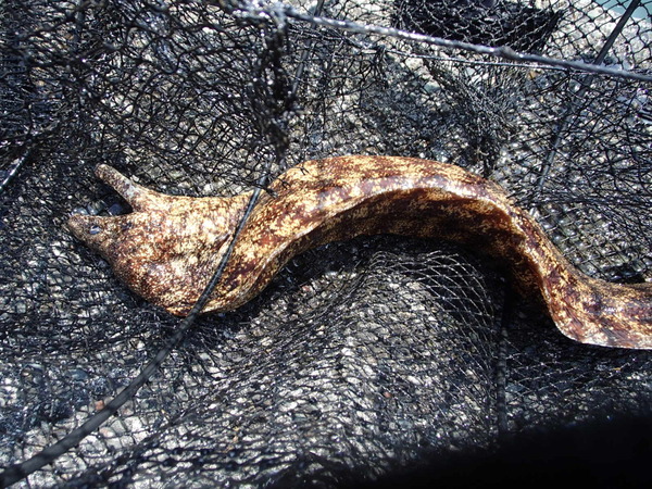 外浦港 釣り (31)