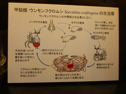 目黒寄生虫館 (8)