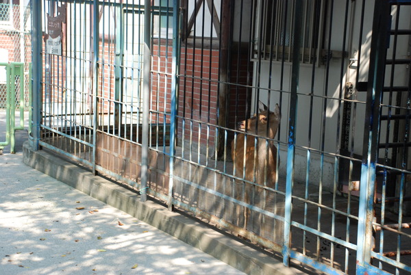 板橋区こども動物園 (8)