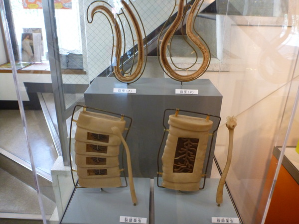 目黒寄生虫館 (23)