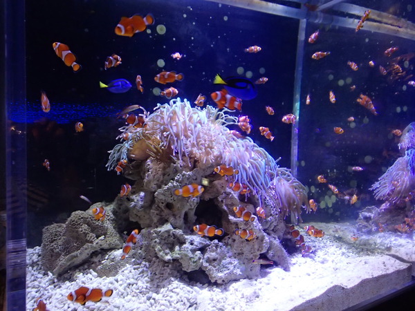 箱根園水族館 (114)