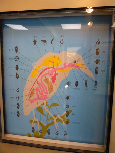 目黒寄生虫館 (3)