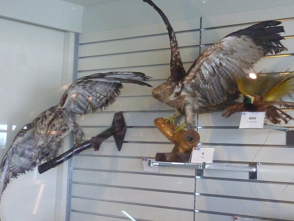 東京税関情報ひろば (5)