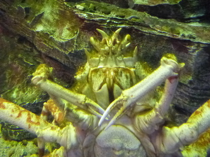 箱根園水族館 (19)