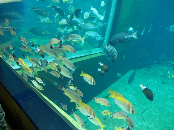 箱根園水族館 (107)
