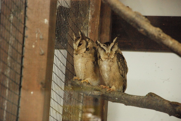 掛川花鳥園 (11)