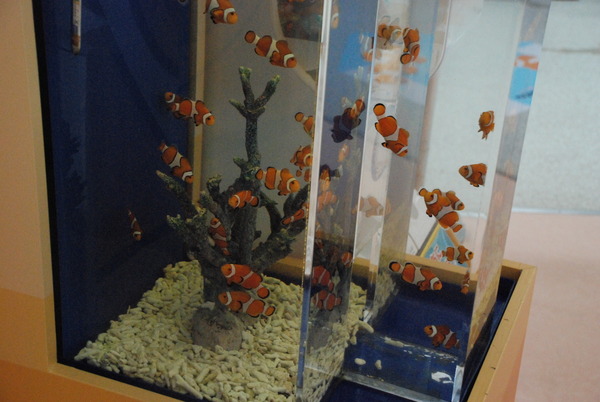 東海大海洋生物博物館 (2)