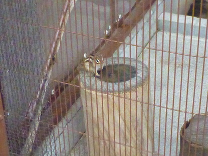 平塚市ふれあい動物園 (3)