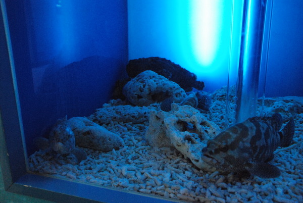 東海大海洋生物博物館 (41)