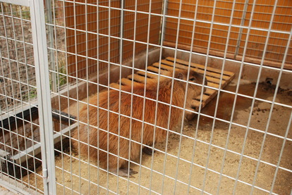 アルティメットアニマルシティ (13)