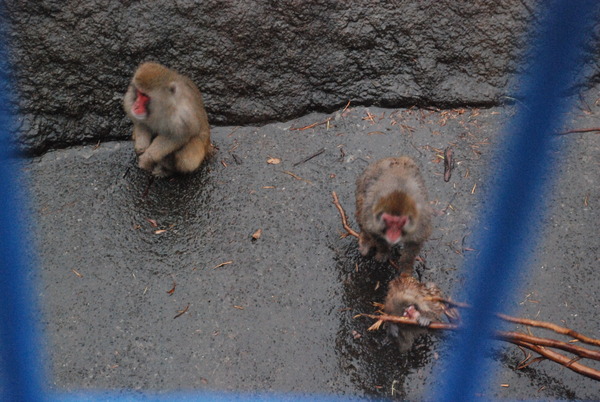 狭山市立智光山公園こども動物園 (25)