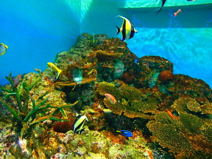 箱根園水族館 (122)