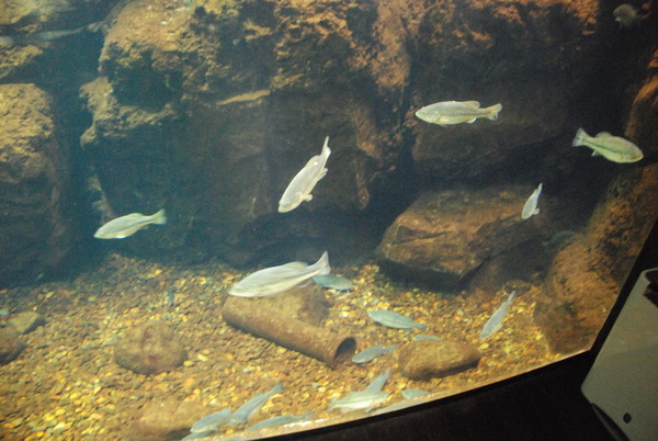 山梨県立富士湧水の里水族館 (14)