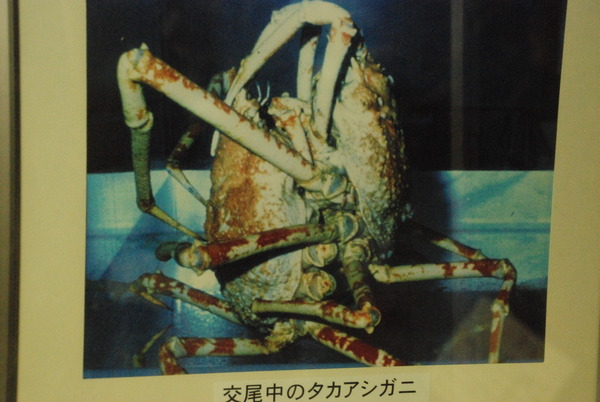 戸田造船資料館 (10)