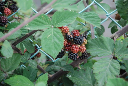 東京都薬用植物園 (5)