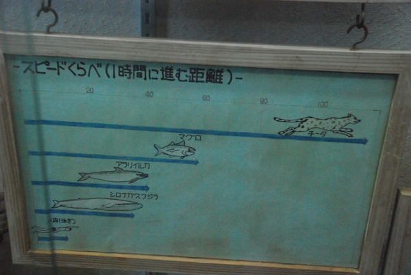 雲見くじら館 (32)