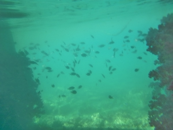 戸田御浜岬 (10)