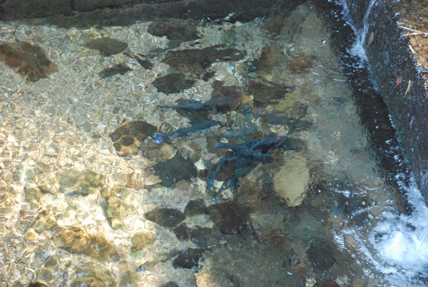 宮ヶ瀬コッコランドパーク (4)