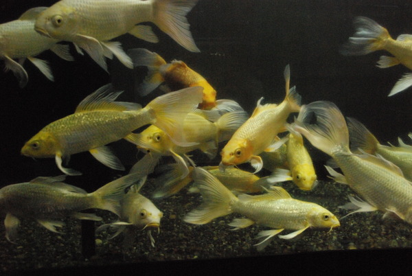 狭山市立智光山公園こども動物園 (6)