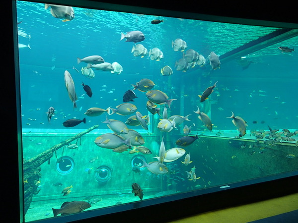 箱根園水族館 (110)