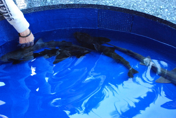 京急油壺マリンパーク (1)
