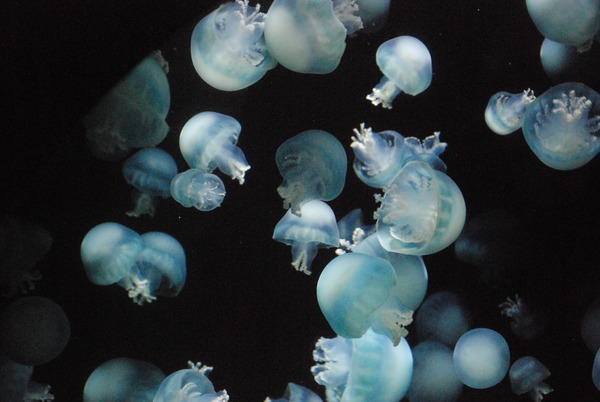 加茂水族館 (24)