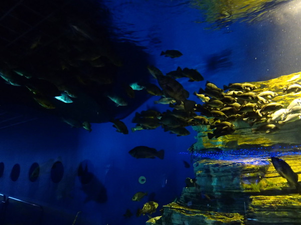 箱根園水族館 (115)