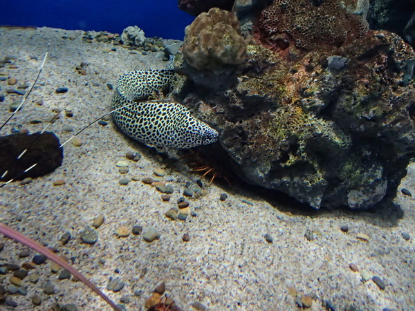 箱根園水族館 (120)