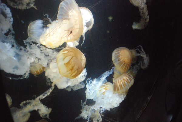 加茂水族館 (26)