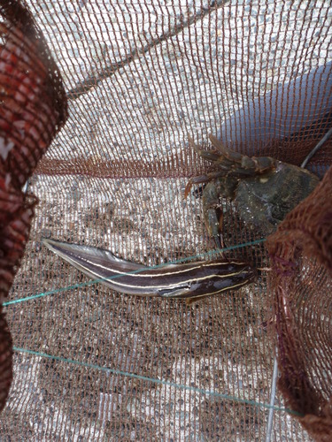 外浦港 釣り (12)