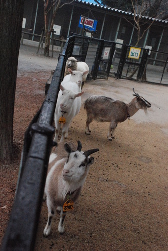 狭山市立智光山公園こども動物園 (16)