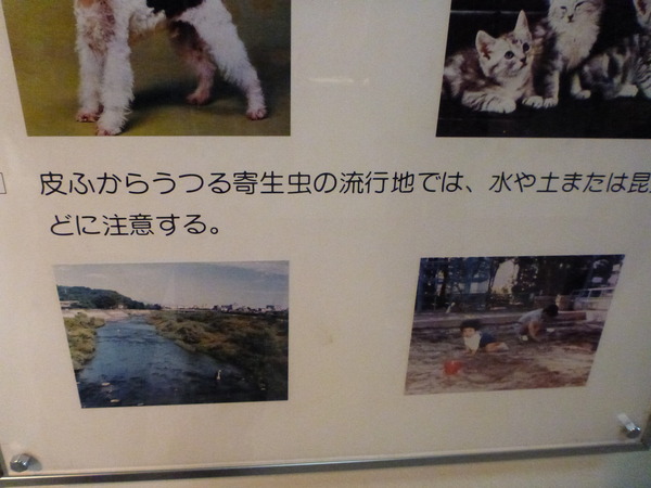 目黒寄生虫館 (42)