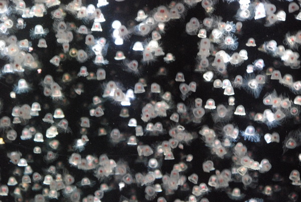 加茂水族館 (19)