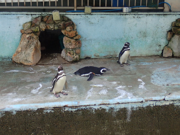 宇都宮動物園 (11)