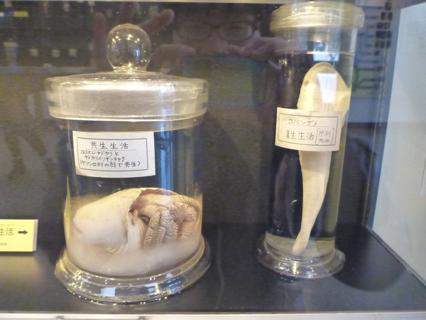 目黒寄生虫館 (5)
