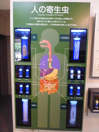 目黒寄生虫館 (17)