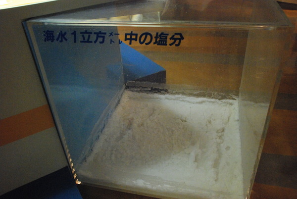 東海大海洋生物博物館 (30)