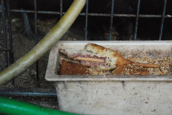 宮ヶ瀬コッコランドパーク (15)