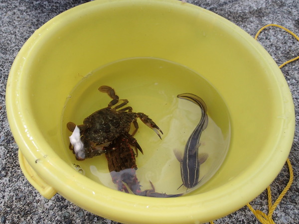 外浦港 釣り (16)