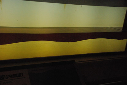 東海大海洋生物博物館 (7)